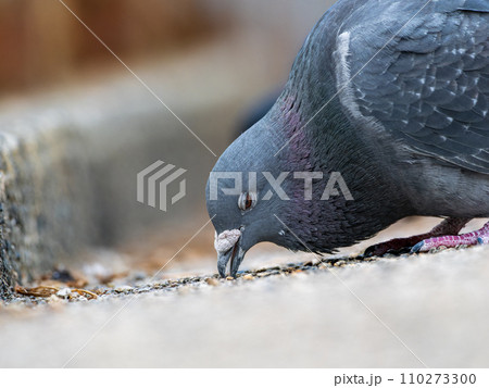 餌を食べる鳩（ドバト・カワラバト） 110273300