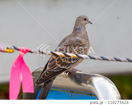 工事現場のキジバト 110273628