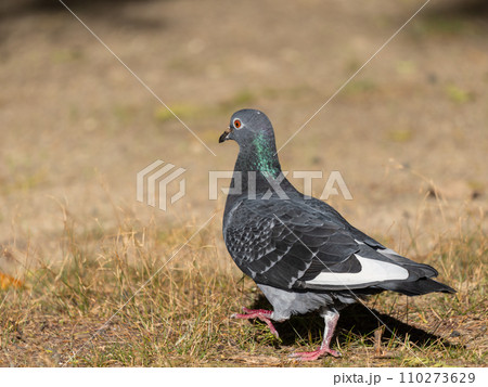 地面を歩くドバト 110273629