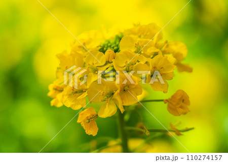 明るい黄色が綺麗な菜の花 110274157
