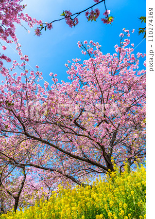 【神奈川県】松田山に鮮やかに咲く河津桜と菜の花畑 110274169