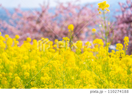 明るい黄色が綺麗な菜の花畑と河津桜 110274188