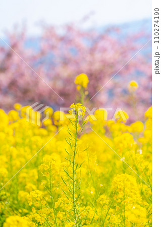 明るい黄色が綺麗な菜の花畑と河津桜 110274190