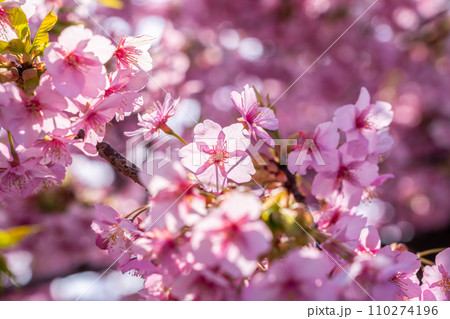 色鮮やかに咲く河津桜 110274196