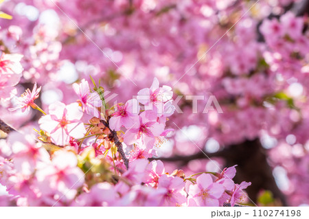色鮮やかに咲く河津桜 色鮮やかに咲く河津桜 110274198