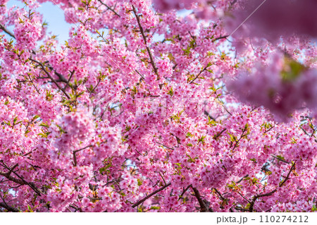 色鮮やかに咲く河津桜 110274212