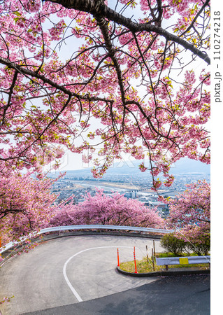 【神奈川県】松田山から見る河津桜と街並み 110274218