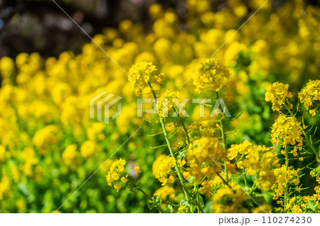明るい黄色が綺麗な菜の花 110274230