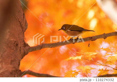 紅葉の枝に止まるメジロ 110274332