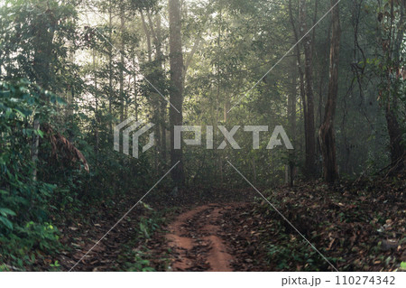 Nature in the forest in the morning, fresh forest entrance and morning light Nature in the forest in the morning, fresh forest entrance and morning light 110274342
