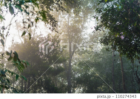 Nature in the forest in the morning, fresh forest entrance and morning light Nature in the forest in the morning, fresh forest entrance and morning light 110274343