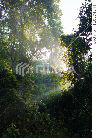Nature in the forest in the morning, fresh forest entrance and morning light 110274348