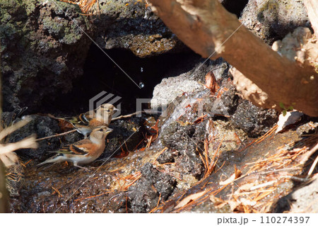 水場に来たアトリ 水場に来たアトリ 110274397