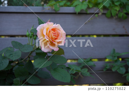薄いオレンジ色のバラ 薄いオレンジ色のバラ 110275022