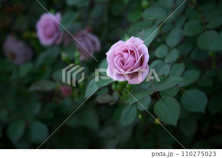 静かに咲く薄紫色のバラ 110275023