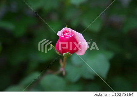 ピンク色のバラのつぼみ 110275164