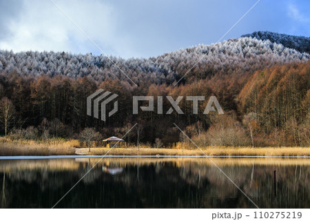 【聖高原】カラマツ林の霧氷【中牧湖】 110275219