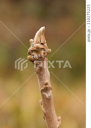 サル顔に見えるクルミの冬芽 110275225