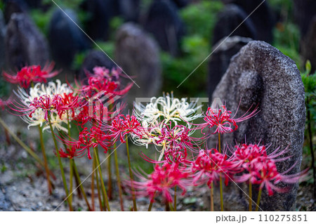 奈良元興寺の秋 奈良元興寺の秋 110275851