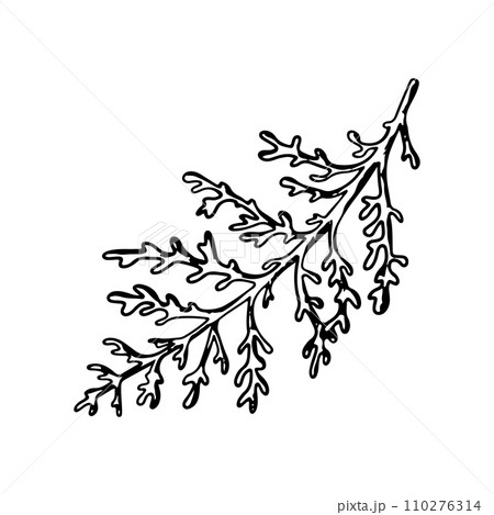 Dusty Miller, Silver Jacobaea maritima plant. Botanical Winterberry graphic. Hand painted outline illustration. Floral line art for wedding invitation, label, pack, christmas, greeting, wallpaper 110276314