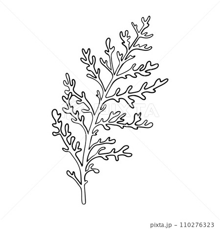 Dusty Miller, Silver Jacobaea maritima plant. Botanical Winterberry graphic. Hand painted outline illustration. Floral line art for wedding invitation, label, pack, christmas, greeting, wallpaper Dusty Miller, Silver Jacobaea maritima plant. Botanical Winterberry graphic. Hand painted outline illustration. Floral line art for wedding invitation, label, pack, christmas, greeting, wallpaper 110276323