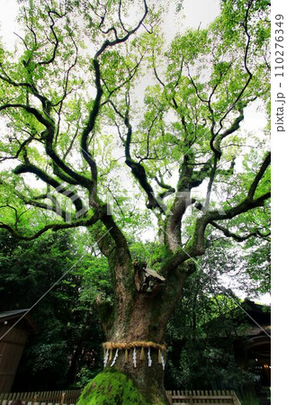 神話の「熱田さん」と呼ばれて親しまれている… 熱田神宮・御神木『大楠』』 神話の「熱田さん」と呼ばれて親しまれている… 熱田神宮・御神木『大楠』』 110276349