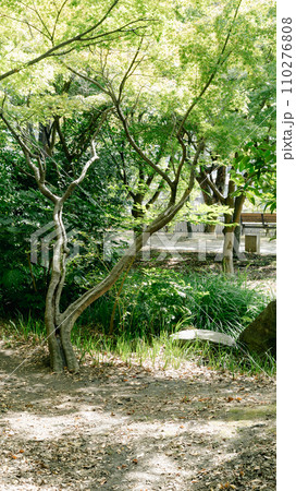 公園の緑の樹木 公園の緑の樹木 110276808