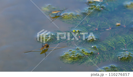 A closeup shot of Gerris lacustris or common pond skater A closeup shot of Gerris lacustris or common pond skater 110276857