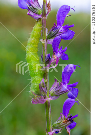 Caterpillar sliding along a stalk of sage with green background Caterpillar sliding along a stalk of sage with green background 110276861