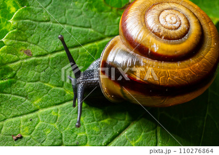 Oxychilus alliarius , commonly known as the garlic snail or garlic glass-snail Oxychilus alliarius , commonly known as the garlic snail or garlic glass-snail 110276864