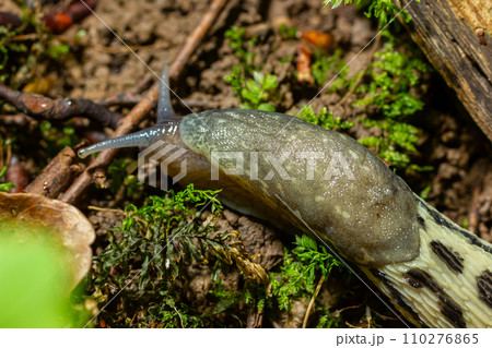 Limax maximus - leopard slug crawling on the ground among the leaves and leaves a trail Limax maximus - leopard slug crawling on the ground among the leaves and leaves a trail 110276865