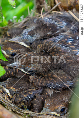 Baby birds in the nest birds and mistle thrushes. Thrushes 110276867