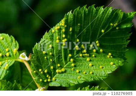 Leaves with gall mite Eriophyes tiliae. A close-up photograph of a leaf affected by galls of Eriophyes tiliae. Leaves with gall mite Eriophyes tiliae. A close-up photograph of a leaf affected by galls of Eriophyes tiliae. 110276905