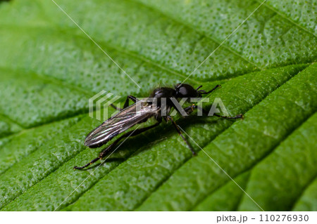Aquilegia sawfly called also columbine sawfly Pristiphora rufipes. Common pest of currants and gooseberries in gardens and cultivated plantations 110276930