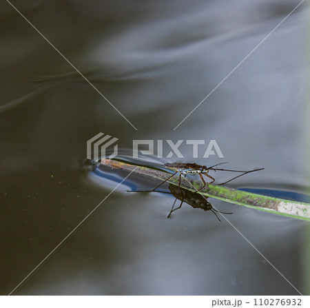 Insect Gerris lacustris, known as common pond skater or common water strider is a species of water strider, found in Europe have ability to move quickly on the water surface and have hydrophobic legs Insect Gerris lacustris, known as common pond skater or common water strider is a species of water strider, found in Europe have ability to move quickly on the water surface and have hydrophobic legs 110276932