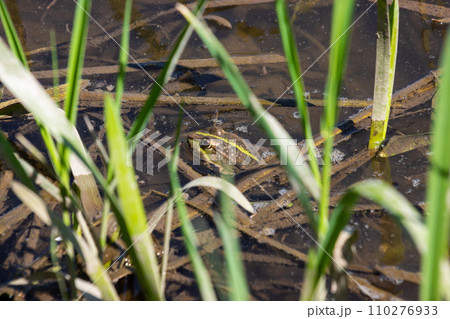 Frog Rana ridibunda pelophylax ridibundus sits on stones on the shore of garden pond. Blurred background. Selective focus. Spring landscaped garden. Natural habitat. Nature concept for design 110276933