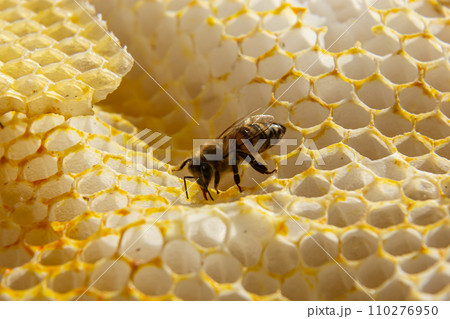 Beautiful honeycomb with bees close-up. A swarm of bees crawls through the combs collecting honey. Beekeeping, wholesome food for health 110276950