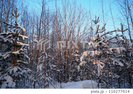 Pine forest in winter during the day in severe frost, Karelia. Snow on the coniferous branches. Frosty sunny weather anticyclone. Scots pine Pinus sylvestris is a plant pine Pinus of Pine Pinaceae 110277014
