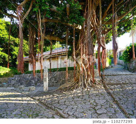 首里金城町村屋の巨大ガジュマル（沖縄県那覇市） 110277295
