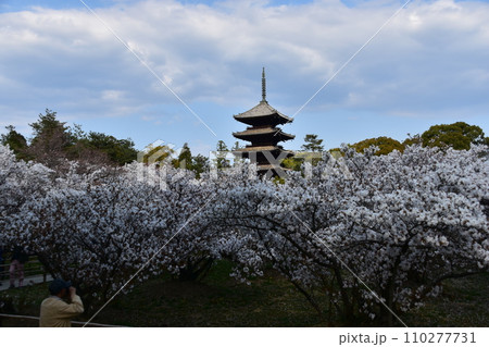 日本の春の京都　世界遺産の仁和寺　満開の御室桜と重要文化財の五重塔　スマフォで撮影する観光客の男性 110277731