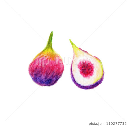 イチジク　手描きの色鉛筆画 110277732