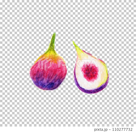 イチジク　手描きの色鉛筆画 110277732