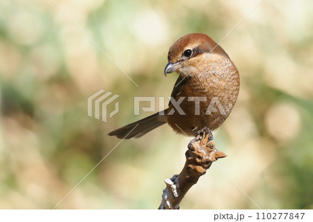 モズ（メス） 110277847