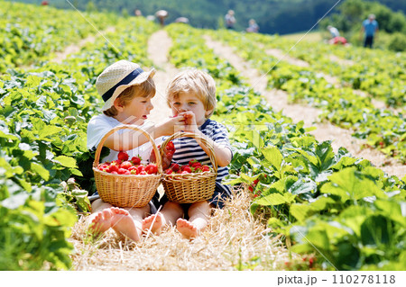 Two little sibling kids boys having fun on strawberry farm in summer. Children, cute twins eating healthy organic food, fresh berries as snack. Kids helping with harvest 110278118