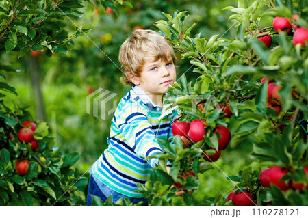 Active happy blond kid boy picking and eating red apples on organic farm, autumn outdoors. Funny little preschool child having fun with helping and harvesting. 110278121