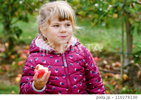Adorable little preschool kid girl eating red apple on organic farm. Cute child helping with harvest on orchard or garden. Toddler eat fresh healthy fruit 110278130