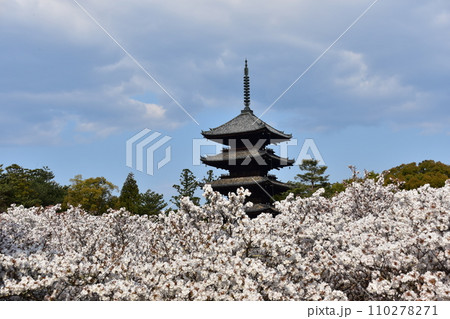 日本の春の京都 世界遺産の仁和寺 満開の御室桜と重要文化財の五重塔と美しい青空 日本の春の京都 世界遺産の仁和寺 満開の御室桜と重要文化財の五重塔と美しい青空 110278271