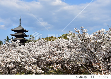 日本の春の京都 世界遺産の仁和寺 満開の御室桜と重要文化財の五重塔と美しい青空 日本の春の京都 世界遺産の仁和寺 満開の御室桜と重要文化財の五重塔と美しい青空 110278285
