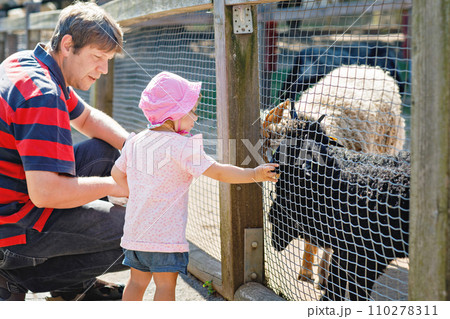 Adorable cute toddler girl and young father feeding little goats and sheeps on a kids farm. Beautiful baby child petting animals in petting zoo. man and daughter together on family weekend vacations. Adorable cute toddler girl and young father feeding little goats and sheeps on a kids farm. Beautiful baby child petting animals in petting zoo. man and daughter together on family weekend vacations. 110278311