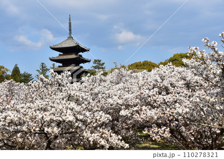 日本の春の京都　世界遺産の仁和寺　満開の御室桜と重要文化財の五重塔と美しい青空 110278321